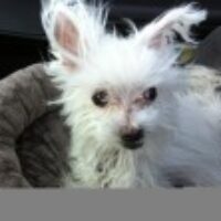 Love, Loss & Pets on Fearless Fabulous You! Nov. 17