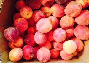 FRESH PEACHES