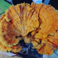 Are We Having Fungi Yet?