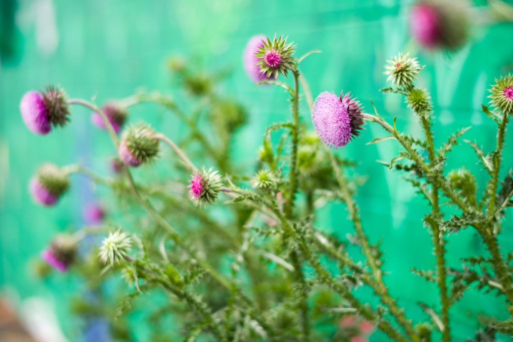 Thistle flowers